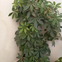 سه عدد گل|گل مصنوعی|مشهد, مشکینی (شهرک غرب)|دیوار