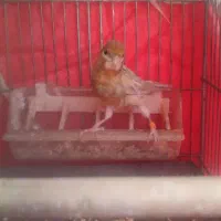 قناری ماده