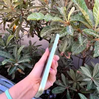 سامسونگ A54 256Gb 5G درحدنو|موبایل|گنبد کاووس, |دیوار