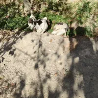 غاز|حیوانات مزرعه|شهریار, بکه|دیوار