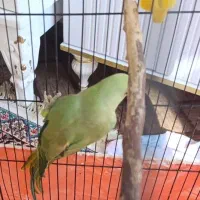 معاوظه ملنگو نر با جوجه شاه طوطی