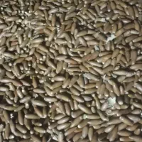 ب لو ط تحویلی