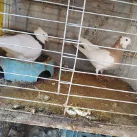 کبوترطوقی|پرنده|سمنان, |دیوار