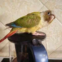 طوطی گرینچیک