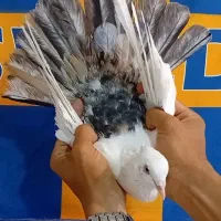 دمبی سرور کبوتر حیدری خوزستان