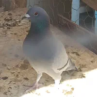 پلاکی  و پرشی|پرنده|مبارکه, |دیوار