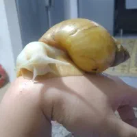 حلزون سوپر مولد (تخم گذار)