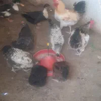 مرغ و خروس|حیوانات مزرعه|آبیک, |دیوار