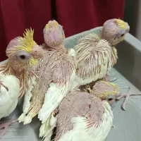 جوجه عروس هلندی سرلاکی