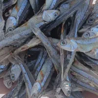 ماهی متوتا|ماهی|جهرم, |دیوار