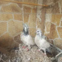 کبوتر پرشی قلمه
