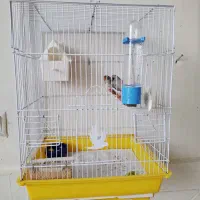 یک جفت فنچ|پرنده|ماهدشت, |دیوار