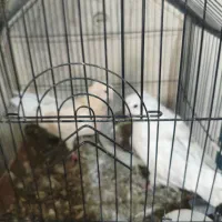 کبوتر نوک قنار
