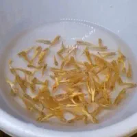 گوپی وارداتی|ماهی|تربتحیدریه, فردوسی جنوبی|دیوار