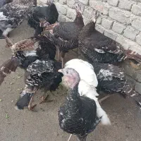 ۵عدد بوقلمون|حیوانات مزرعه|نوشین شهر, |دیوار