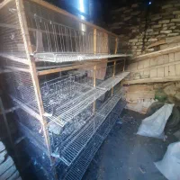 قفس ۵طبقه آهنی مخصوص کبوتر و بلدرچین و...|لوازم جانبی حیوانات|لنجان, |دیوار