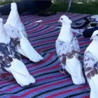 سگ معاوضه دارم با کبوتر خوب خوشونه گرده دار