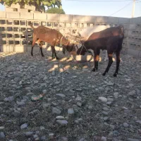 دو عدد بز پاکستانی|حیوانات مزرعه|شمیل, |دیوار