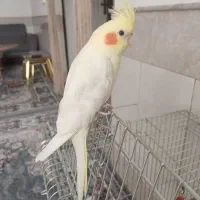 یک جفت عروس هلندی