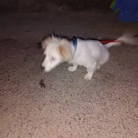 سگ پامر توله ۲ ماه