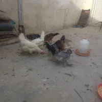مرغ و خروس