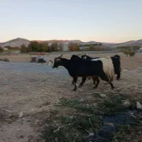 بزغاله|حیوانات مزرعه|ملکشاهی, |دیوار