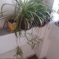 گل های آپارتمانی|گل و گیاه طبیعی|اردبیل, |دیوار