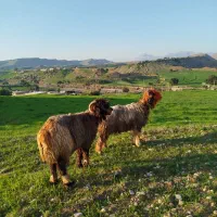 میش روزگاری|حیوانات مزرعه|مسجد سلیمان, |دیوار