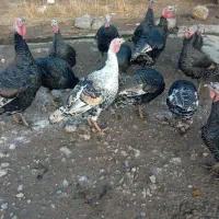 برای شب چله|حیوانات مزرعه|پلدشت, |دیوار