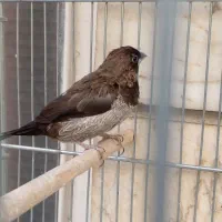 فنچ نره بنگالی پولک درشت|پرنده|تهران, باغ خزانه|دیوار