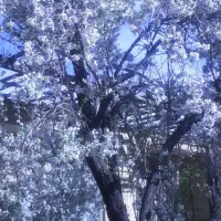 باغ-تفت