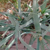 گیاه الوورا|گل و گیاه طبیعی|اردکان, |دیوار