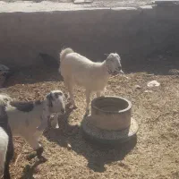 کره پاکستانی|حیوانات مزرعه|سیرجان, |دیوار