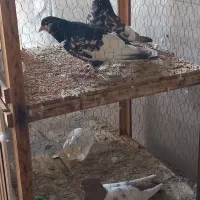 کفتر شهری|پرنده|جم, |دیوار