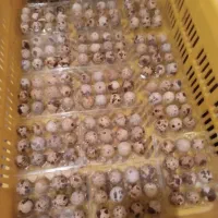 تخم نطفه دار و خوراکی بلدرچین باسایز و کیفیت بالا|خوردنی و آشامیدنی|کاشان, بازار کاشان|دیوار