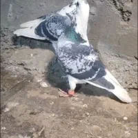 کفتر جفتگاه عطیقه