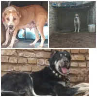 سگ گله