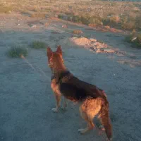 سگ ژرمن حرف گوش کن