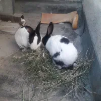 خرگوش زیبا ۲ عدد|موش و خرگوش|دزفول, |دیوار