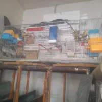 فنچ|پرنده|کنگاور, |دیوار