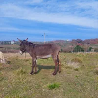 خر نر|حیوانات مزرعه|قائمشهر, |دیوار