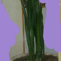 گل سانسوریا