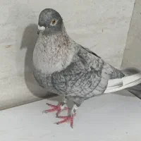 کفتر نقره ای