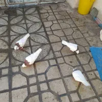 کفتر طوق فروش یا معاوضه|پرنده|شیراز, شیخ علی چوپان|دیوار