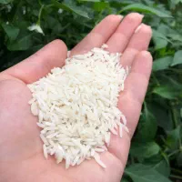 برنج هاشمی ممتاز-مستقیم از کشاورز|خوردنی و آشامیدنی|تهران, شهرک آزادی|دیوار