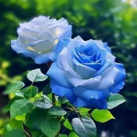 راهنمای کار