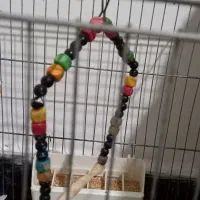 نر و ماده مرغ عشق