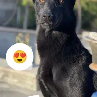 سگ مالینیوز