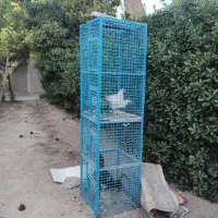 قفس پرنده