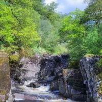 کارگر برای پابیل درخت